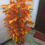 Artificial Plant