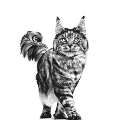 Royal Canin Urinary Adult Feline (Cat) Powder 1.5 Kg