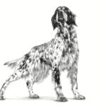 Royal Canin Veterinary Diet Canine Dry Hypoallergenic, 2 kg for Adult Dogs