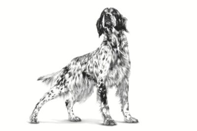 Royal Canin Veterinary Diet Canine Dry Hypoallergenic, 2 kg for Adult Dogs